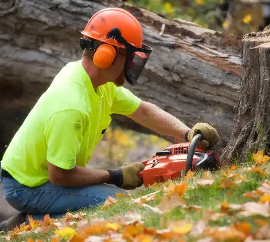 tree services Robin Glen-Indiantown